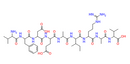 Rac GTPase fragment