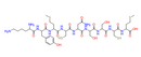 p53 tumor suppressor fragment