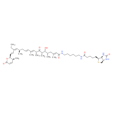 Biotinylated leptomycin B