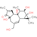 Phorbol