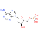 2'-Deoxyadenosine-5'-monophosphate