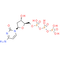 Deoxycytidine triphosphate