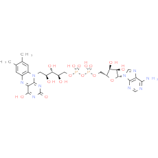 Flavin adenine dinucleotide