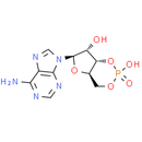 Cyclic AMP