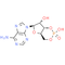 Cyclic AMP