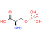 O-Phospho-D-Serine
