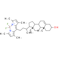 BODIPY-Cholesterol