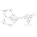 Phalloidin-TRITC