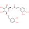 Calceolarioside B