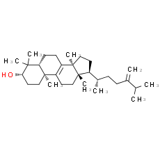 Euphorbadienol