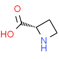L-Azetidine-2-carboxylic acid