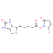 Biotin NHS
