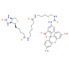 Fluorescein Biotin