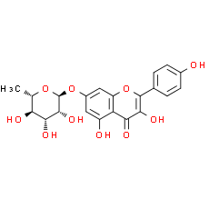 Kaempferol-7-O-rhamnoside