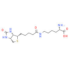 Biocytin