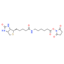 Biotin-C5-NHS Ester