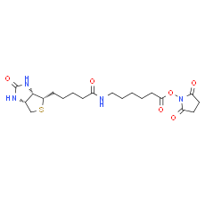 Biotin-C5-NHS Ester