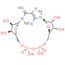 Cyclic ADP-ribose