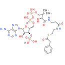 Phenylacetyl CoA