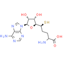 S-Adenosyl-L-homocysteine (SAH)