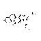 Beclometasone dipropionate