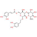 Isoacteoside